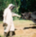 photo apiculteur en tenue