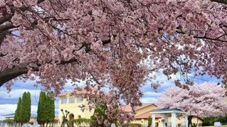 Cherry Blossoms in Northern Virginia: Best Places to See Them Near Loudoun County