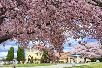 Cherry Blossoms in Northern Virginia: Best Places to See Them Near Loudoun County