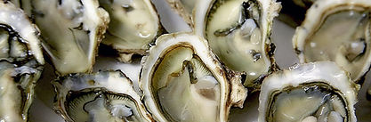 oyster-1522835_1920