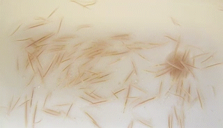AsymCrop-_HD_720p_AdobeExpress.gif