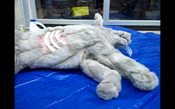 Industrial Dead Fox