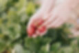 Strawberries_edited.jpg