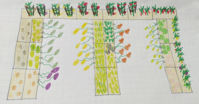 Straw bale garden plan