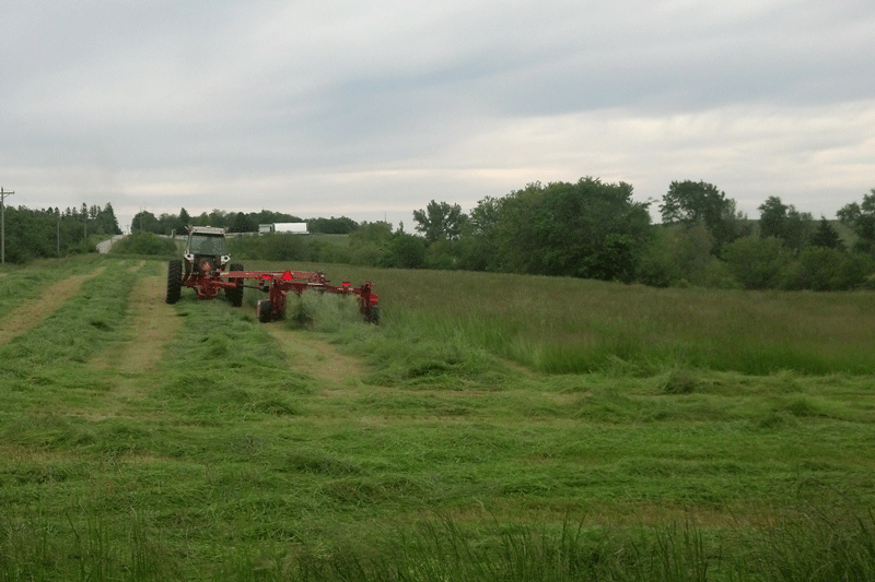 Mowing Bluegass Hay