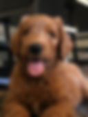 HARPER chip900111881601372