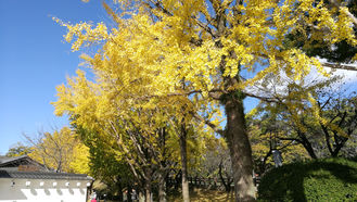 期待明年外遊 回憶往日深秋賞紅小事