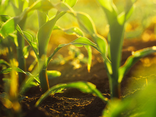 It's Time to Try Soil Sampling Again
