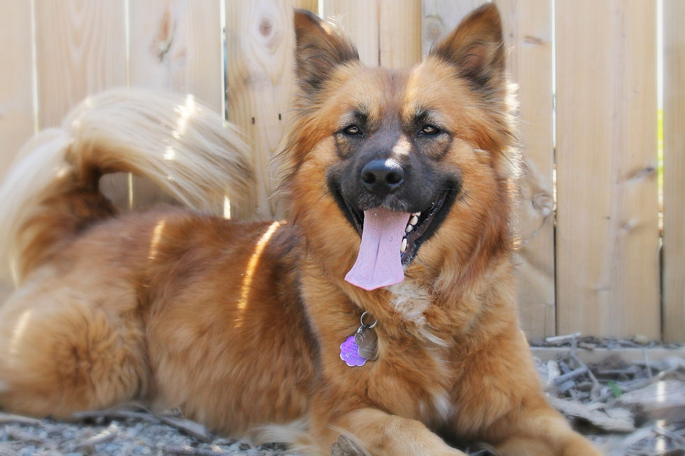 Mikka ~ Adopted!