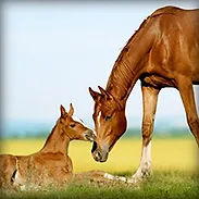 BREEDING STOCK THUMB.webp