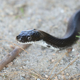 Mark Apgar East Lyme Rat (iNaturalist).jpeg
