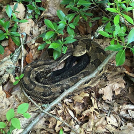Eric M. Powell Rattle (iNaturalist).jpeg