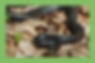 David Reik Northern Black Racer_edited.jpg