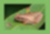 Christine Young Spring Peeper.jpg