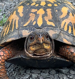 Turtles | Reptiles and Amphibians of Connecticut