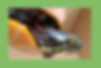Rebecca Gerlenter Painted Turtle.jpg