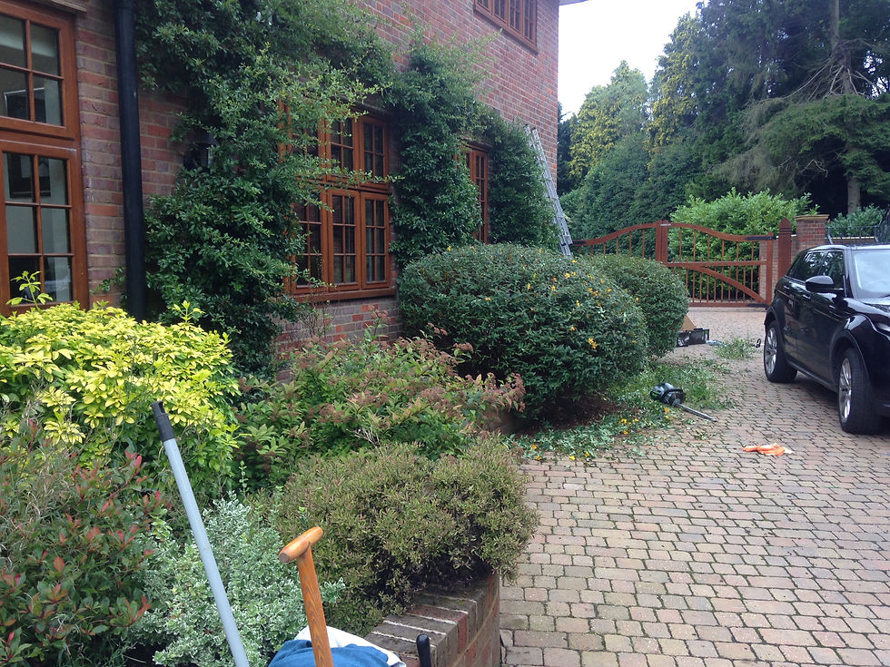 Shaping and pruning shrubs