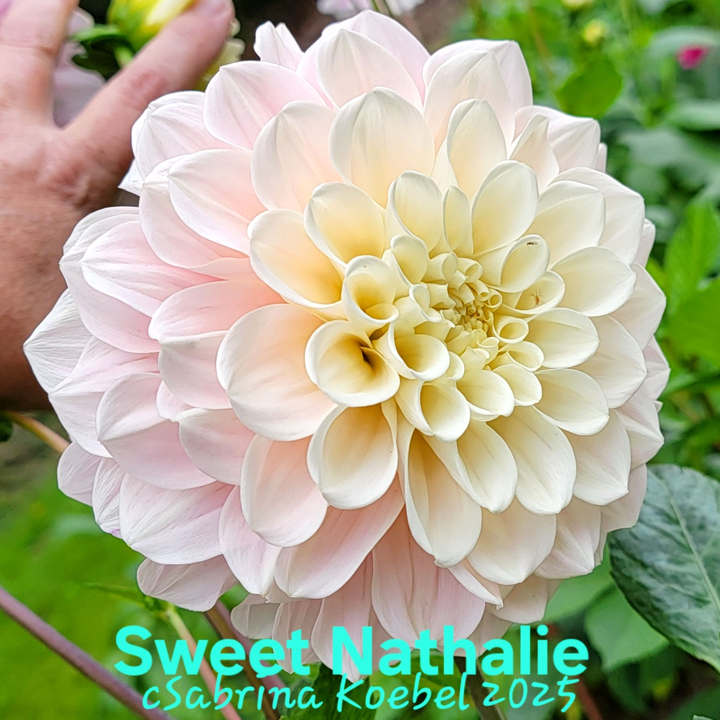 Sweet Nathalie