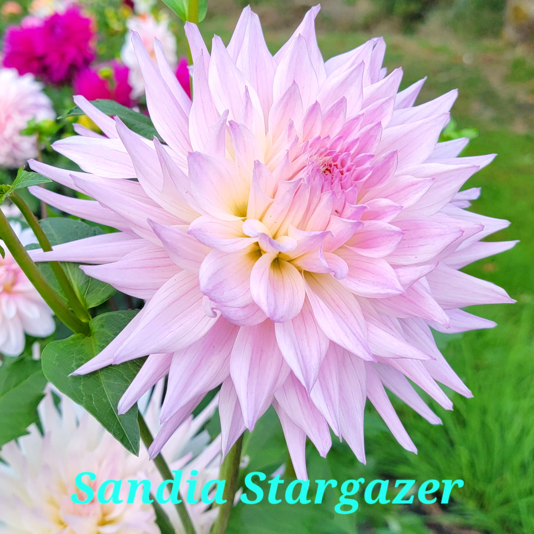 Sandia Stargazer