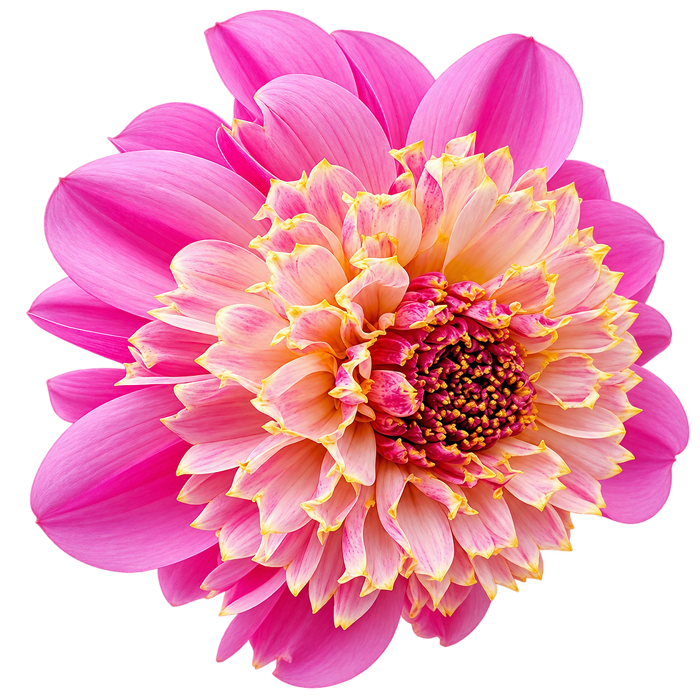 Pink and Peach Dahlia Bloom Cutout.png