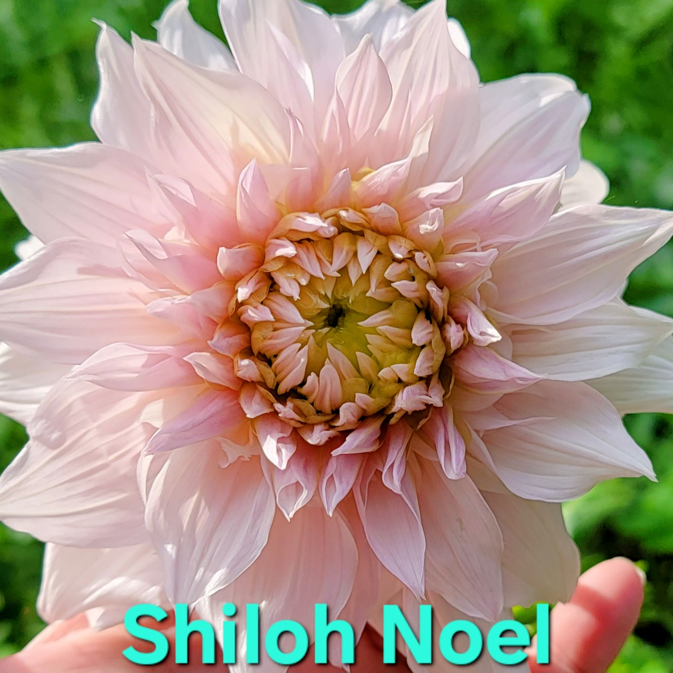 Shiloh Noel