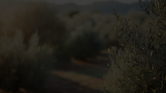 Backround.png