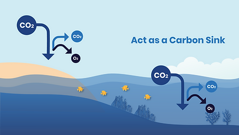 Carbon-Sink.png