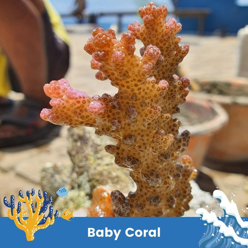 Baby Coral Polyp