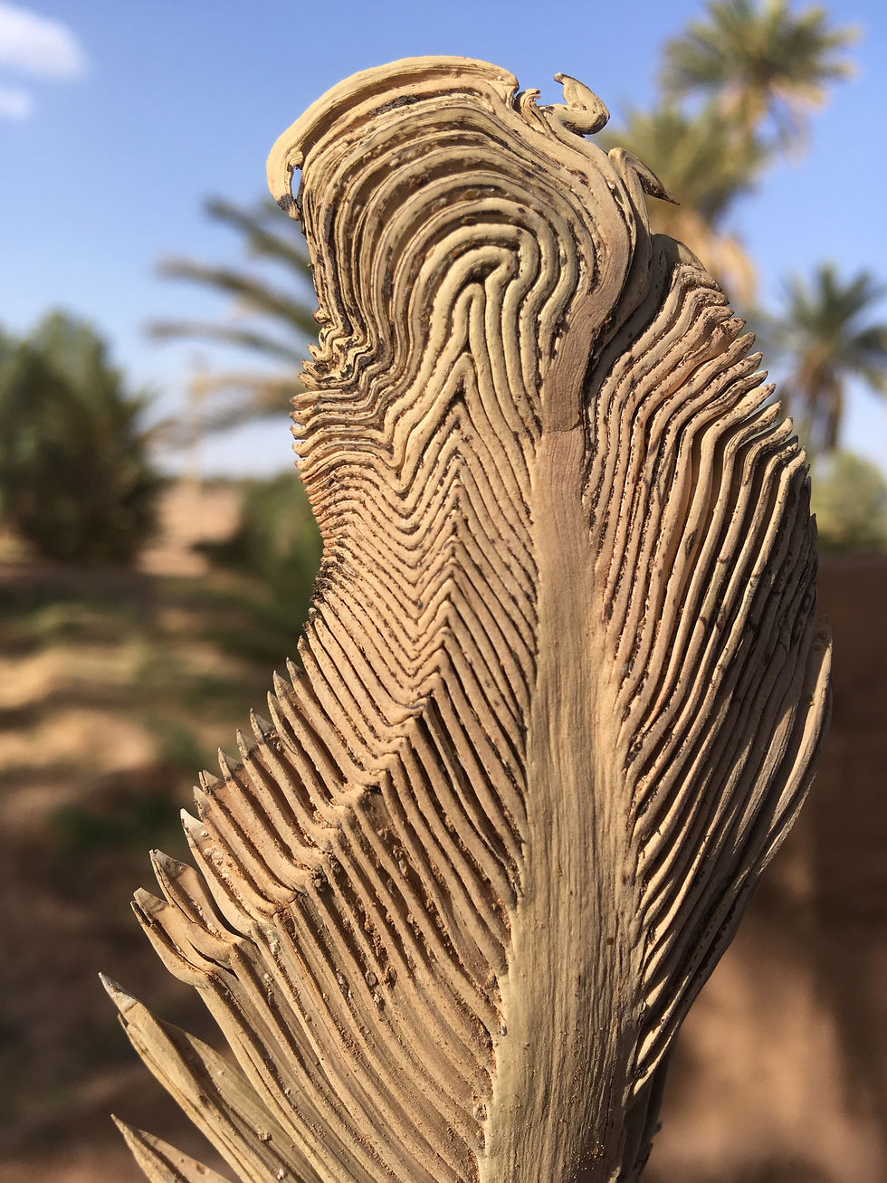 Desert pattern of a dade tree