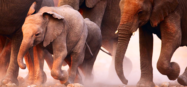 Humane Treatment of Animals