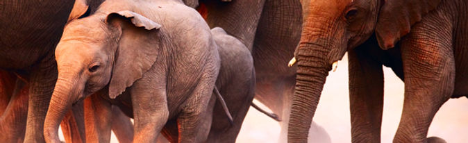 2 Days 1 Night Safari Tsavo East, safaris diani beach