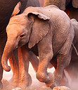 Elephant Herd