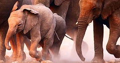 Elephant Herd