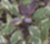 Sage - Tricolour