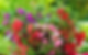 Balsam