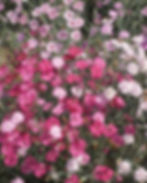 Dianthus "Cottage Pinks"