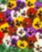 Pansy "Swiss Giant"