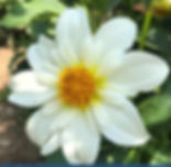 Dahlia - Alpine