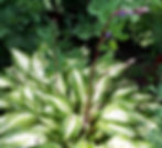 Hosta - Raspberry Sundae