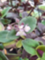 Tradescantia Green