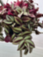 Tradescantia fluminensis Purple