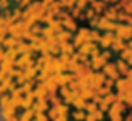 Marigold "Gem Orange"