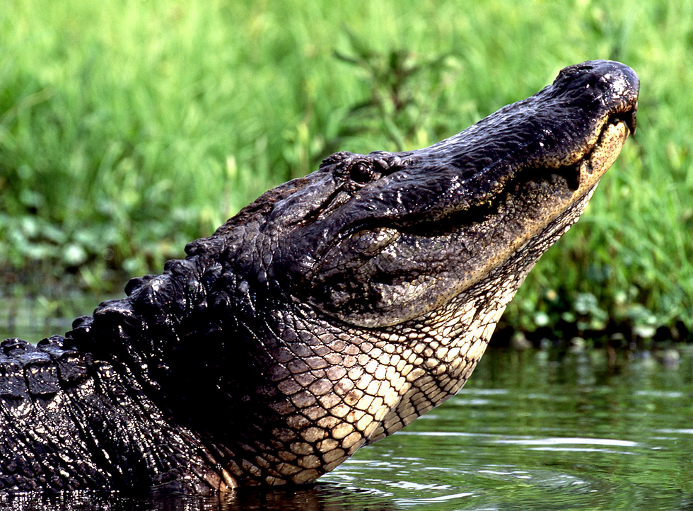 Are There Alligators in New Orleans?
