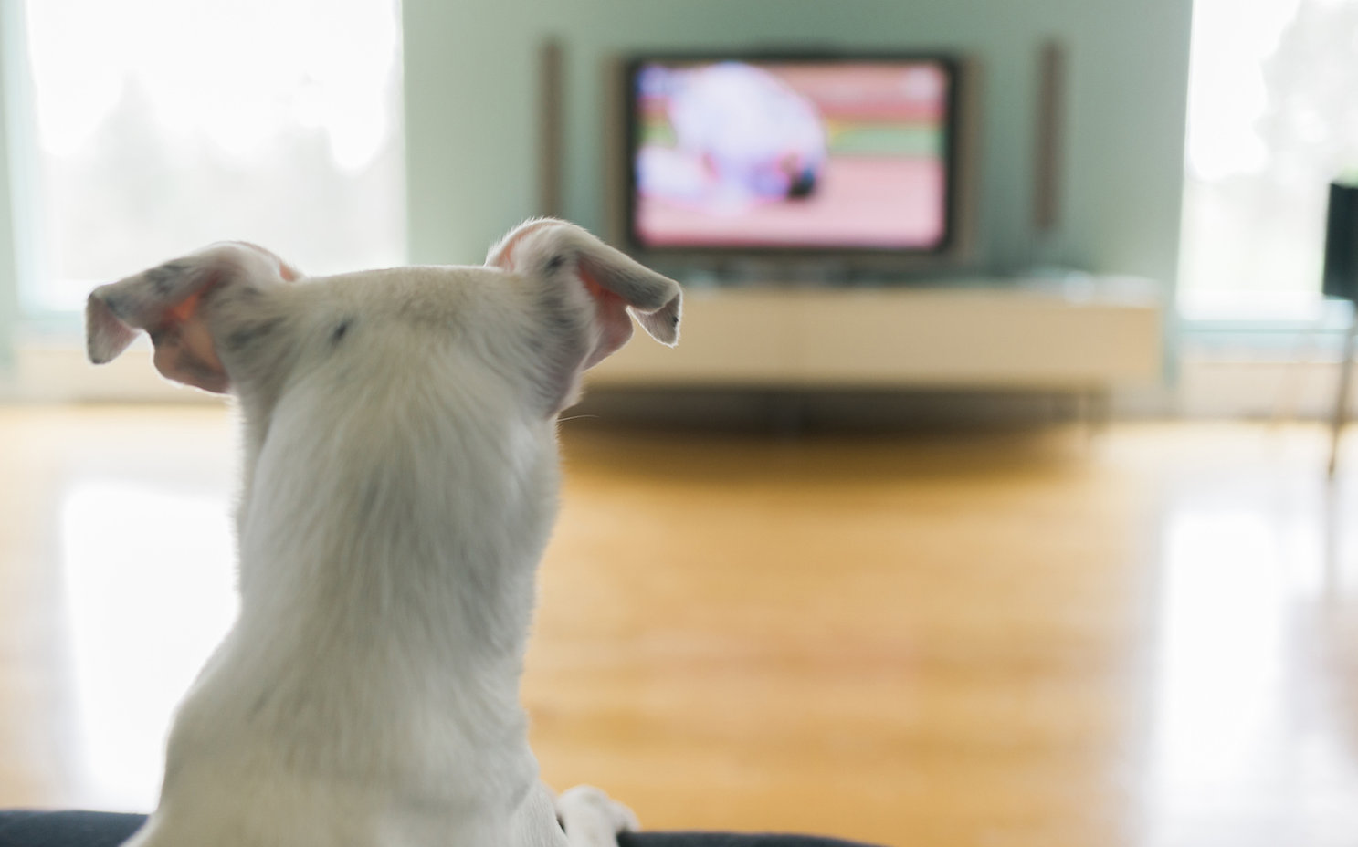 Dog Watching TV.jpeg