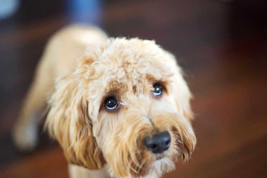 "How to Be a Stress Buffer for Your Dog."