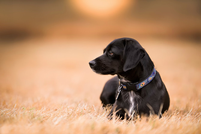 "Clever Crows, Frisbee Dogs & Emotional Displacement."