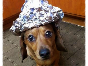 Canine Behavior: Do Microchips Cause Behavior Problems in Dogs?