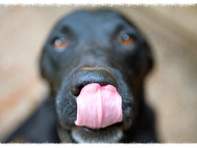 Canine Behavior: Are "Calming Signals" a Deliberate Form of Communication?