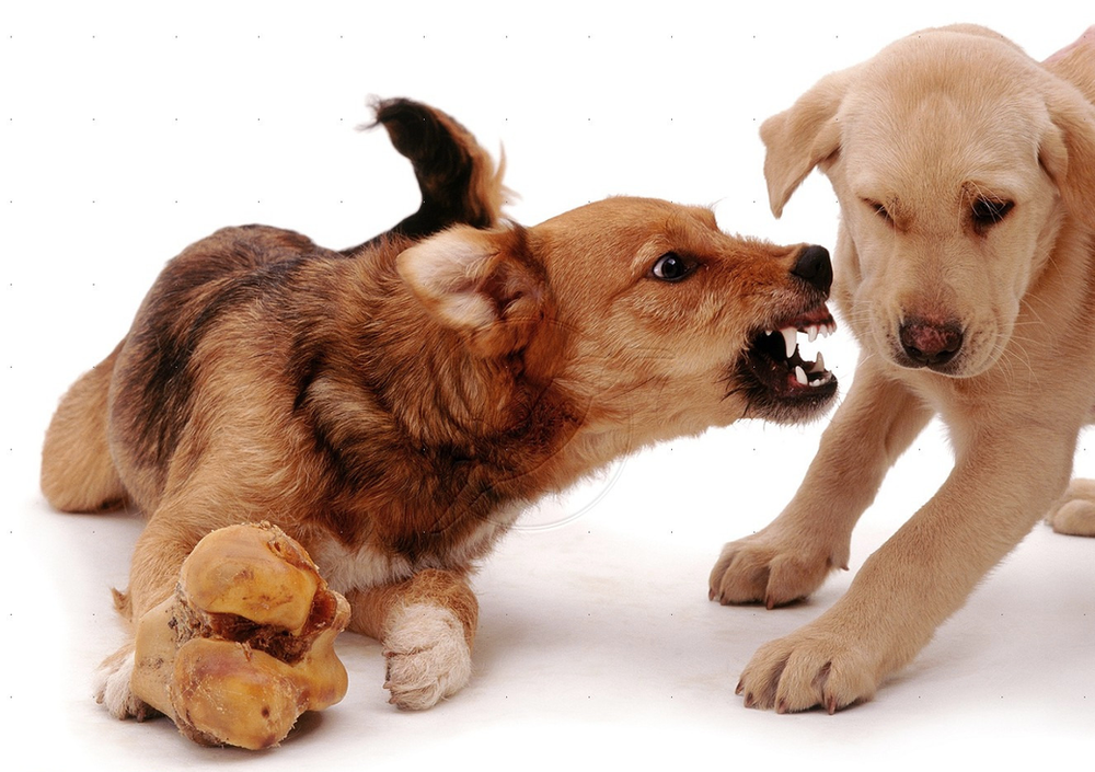 dog growls with bone