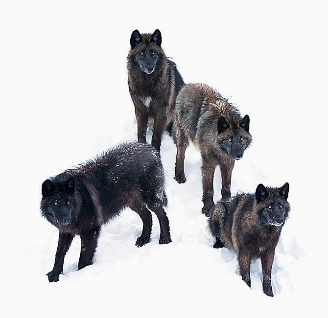 "Lack of Cooperation Found in Some Wolf Packs?"